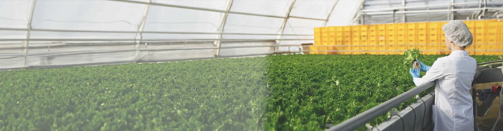 Food Production MES
HACCP & FEFO Traceability | Arge Bilişim argemas